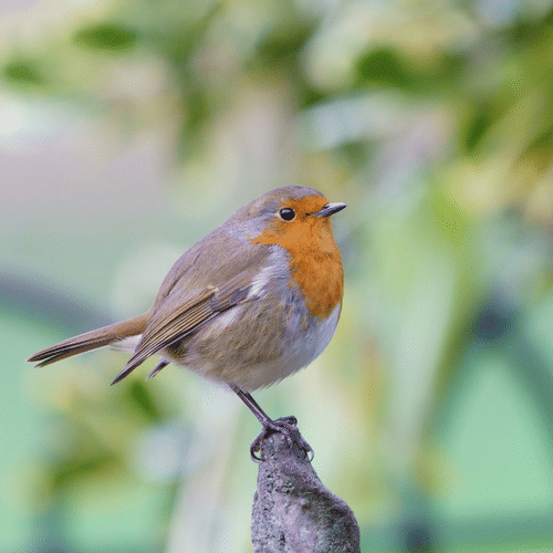 A bird sitting on the branch of a tree