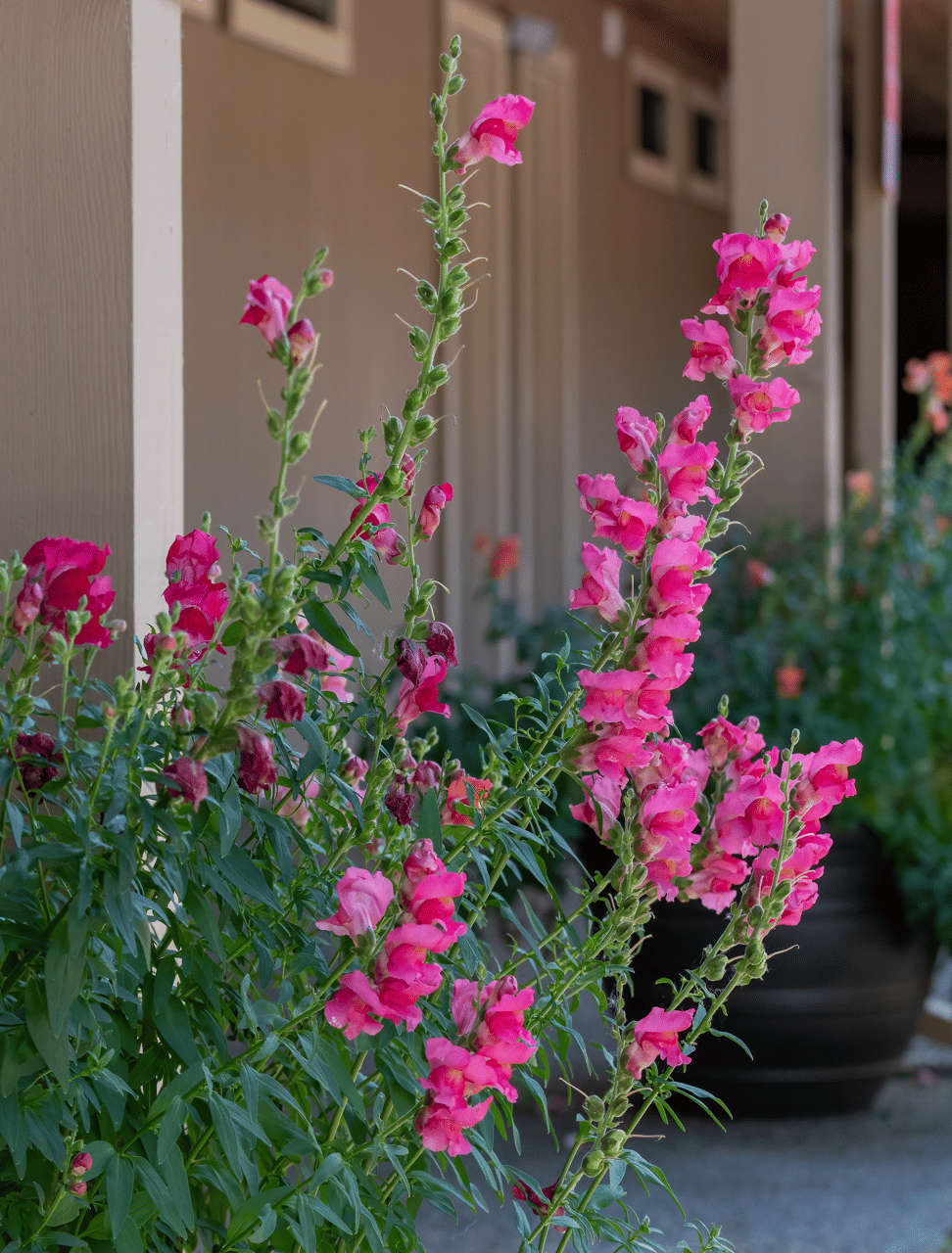 A close-up of vibrant pink flowers blooming near a building's entrance or porch - Amador Hotel