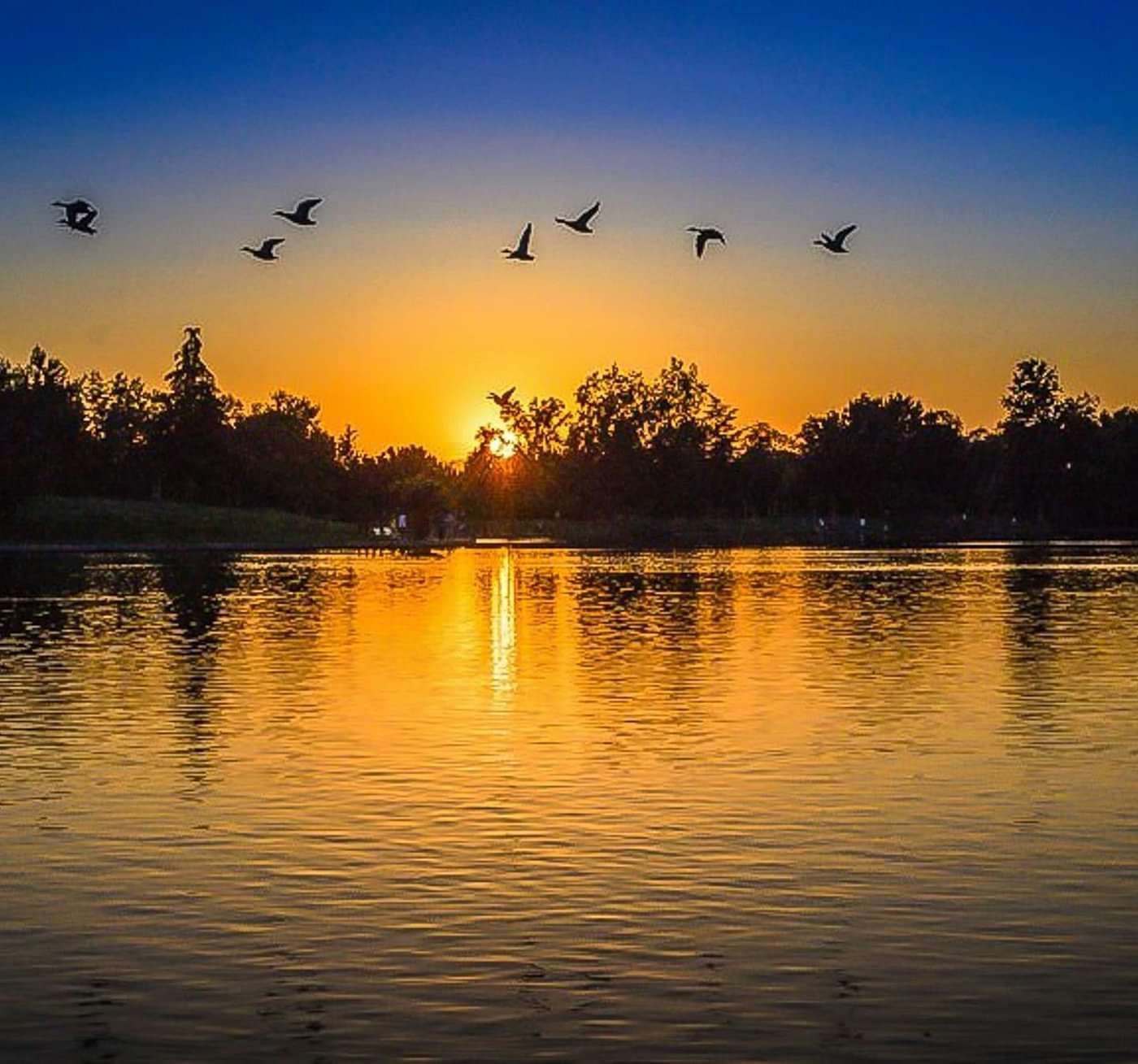  A vibrant sunset casts an orange glow over a calm lake, with the sun low on the horizon, silhouetting distant trees and a flock of birds flying in the sky.
