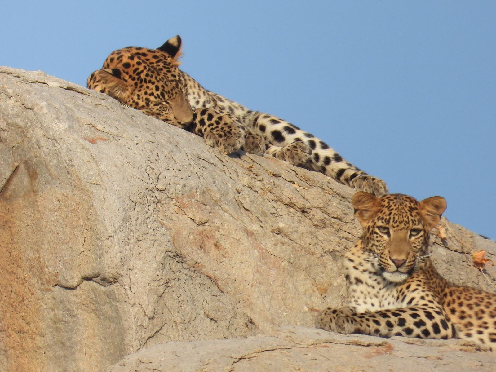 A close up two leopards laying on top of the rocks which has a backdrop of open sky
