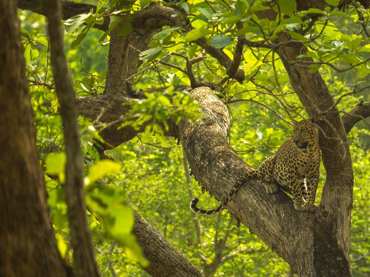Leopard at Nagarhole Tiger Reserve