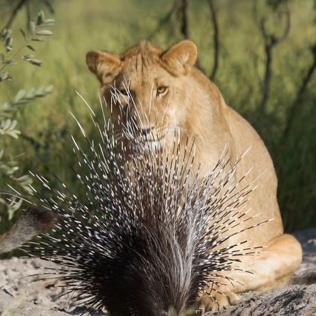 Lioness approaches a porcupine with raised quills.
