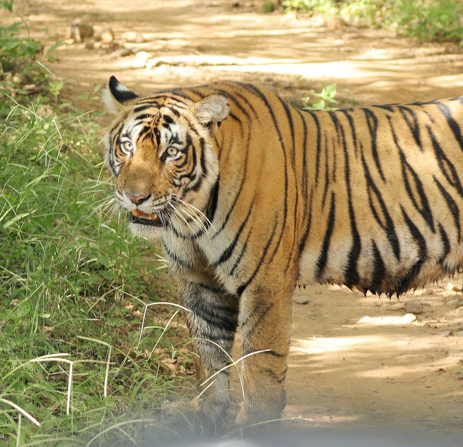 A Bengal tiger standing on a dirt path, partially in the shade, looking slightly to the left.