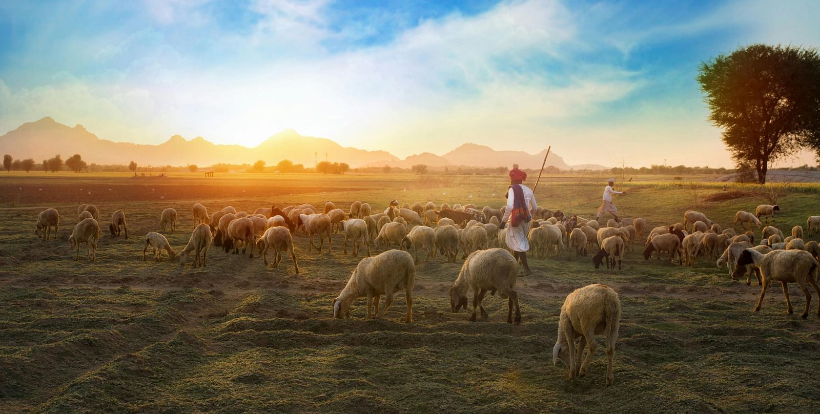 a man taming a herds of sheep.