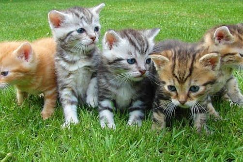 Five kittens stand together on a patch of grass, looking in slightly different directions.