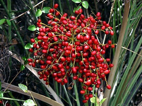 A picture of Phoenix Sylvestris (Indian Date Palm) captured in the day time