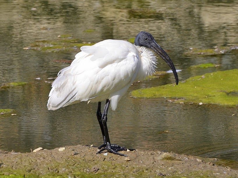 A picture featuring a black headed ibis standing on the ground with a lake in the background
