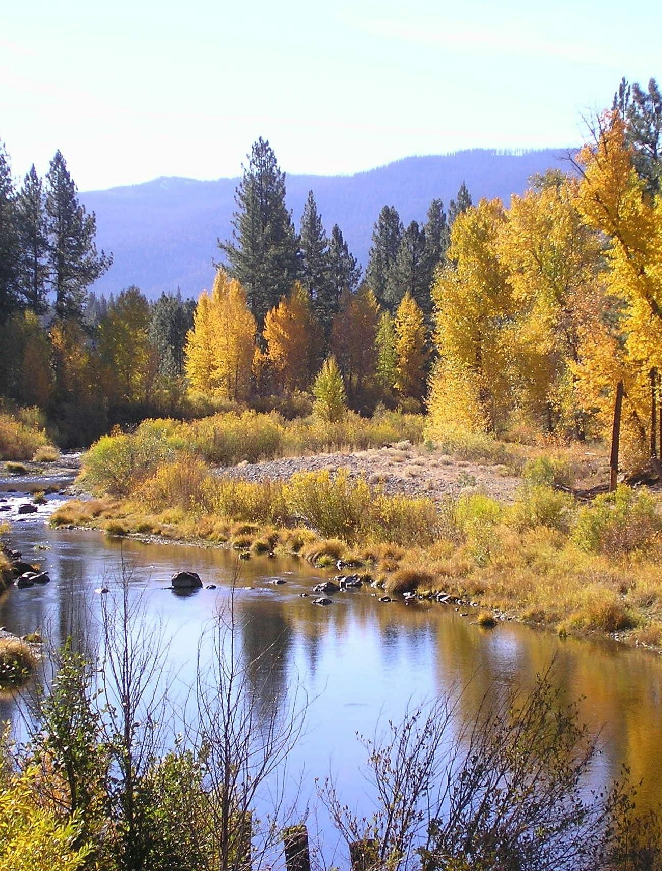A view of a stream passing through a forest during autumn - Amador Hotel.