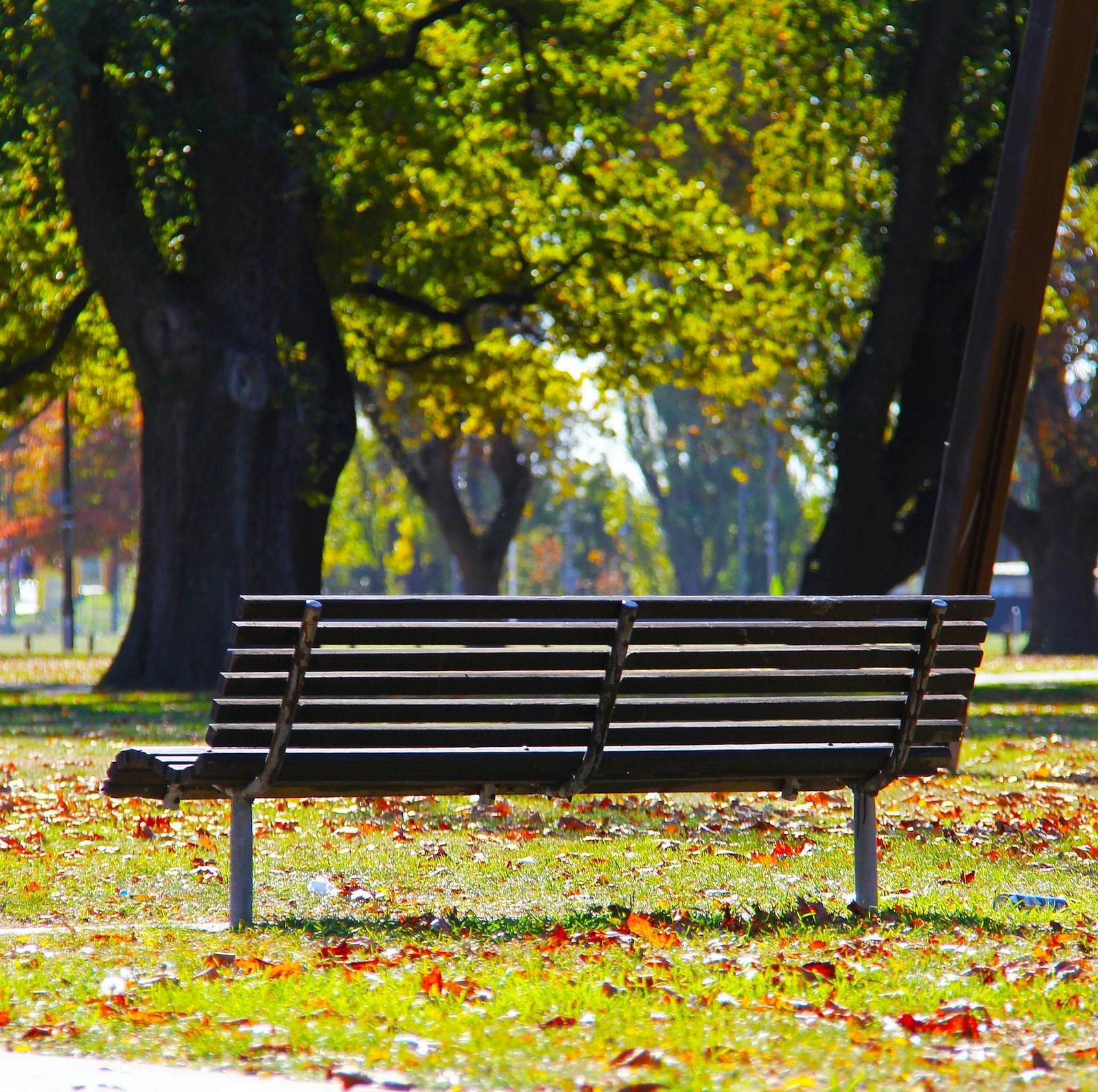 A view of a chair in a park surrounded by leaves. 