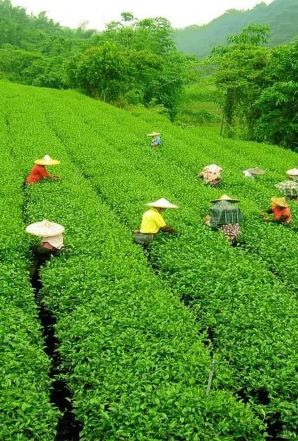 Workers harvesting tea leaves in vibrant green tea plantations under a cloudy sky.