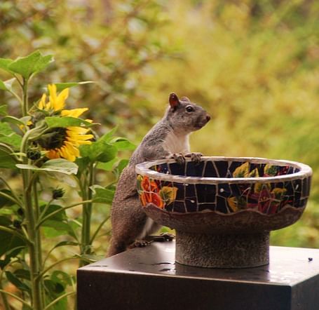 A Squirrel standing against the bird bath at Brewery Gulch Inn & Spa