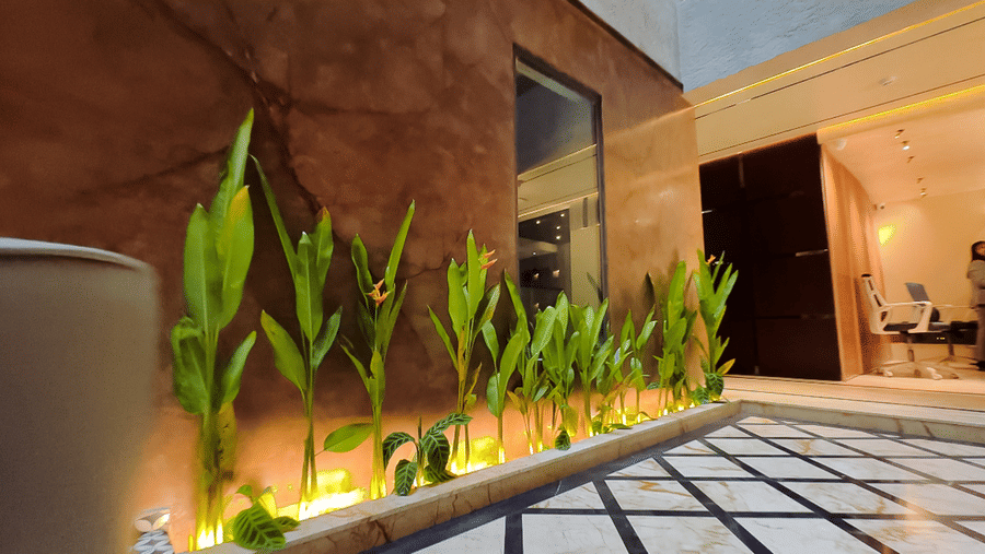 Several indoor plants neatly lined up in the corner, close to a wall in the lobby of F Hotels, Bengaluru.