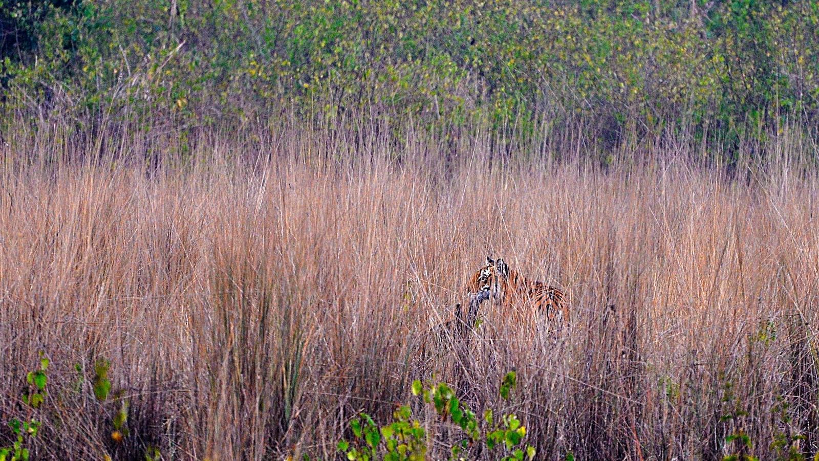 A Royal Bengal Tiger camouflaging in a dry grassland with tall dry grass.