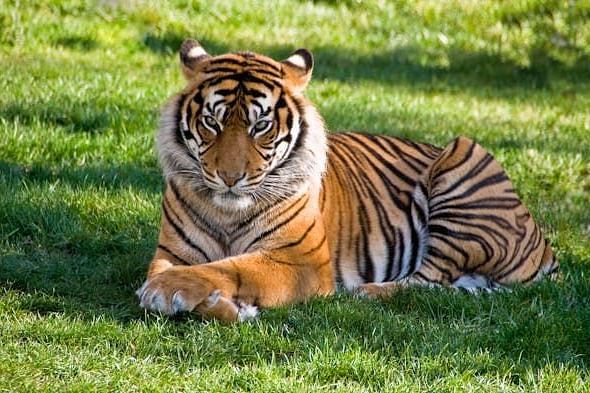 A tiger lying down on the grass.