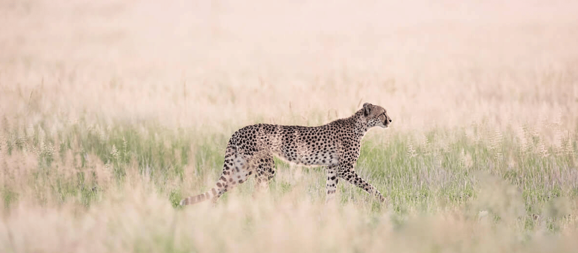 CHEETAH 2