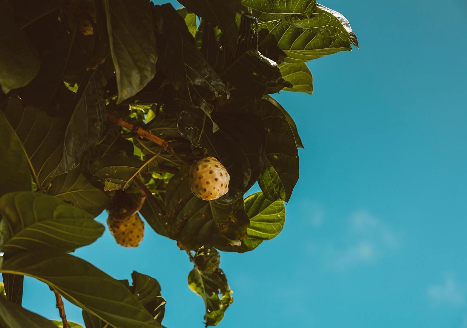 A fruit hanging from a tree with the sky above, captured from below
