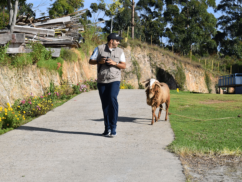 Person walking a dog on a pathway surrounded by a landscaped garden