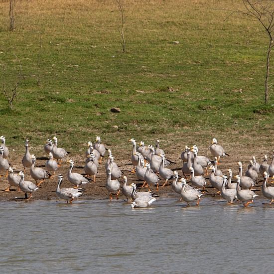 Birds - Somsagar - Surya Bagh 2