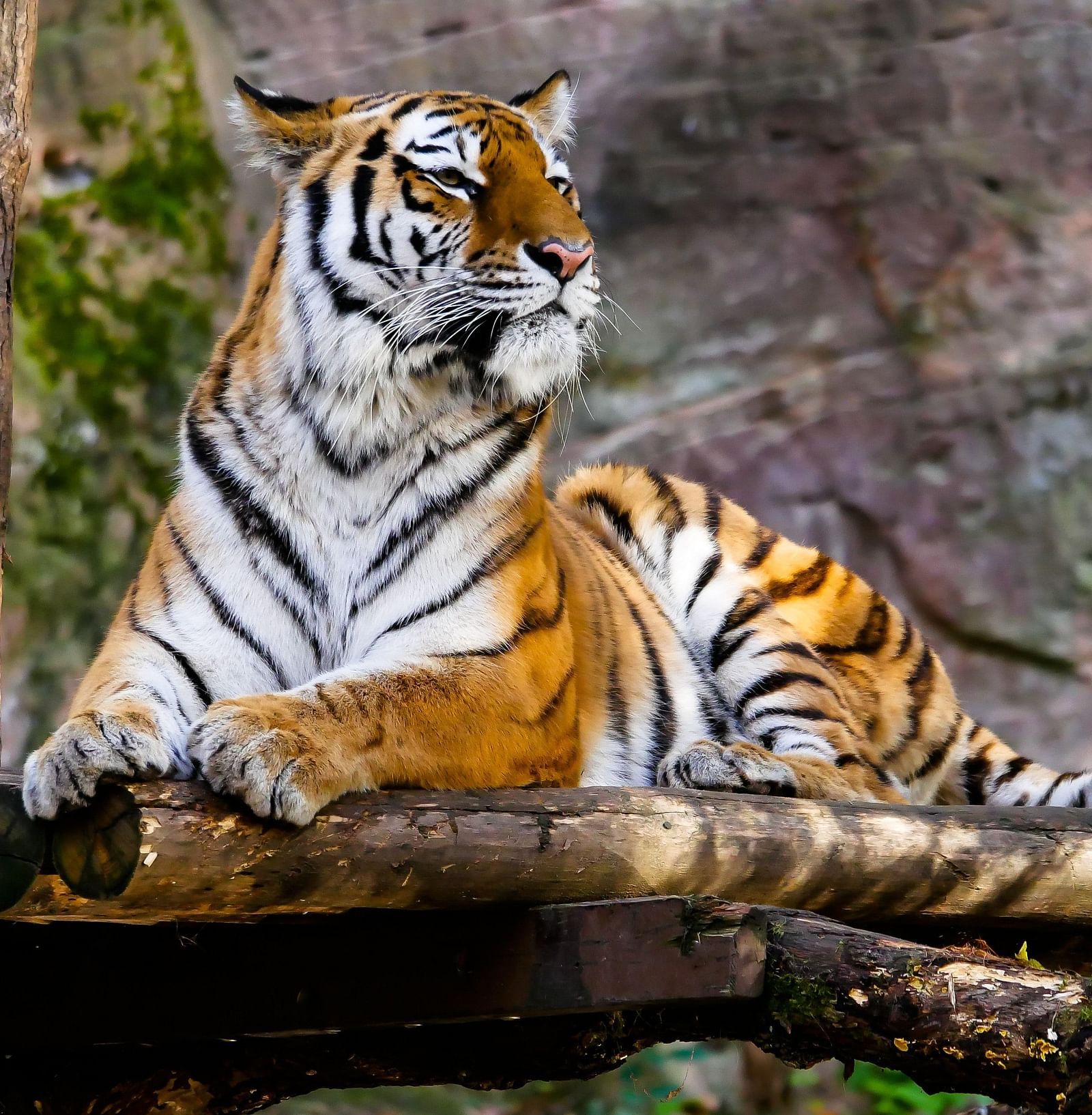 image of a royal bengal tiger sitting on a wooden platform