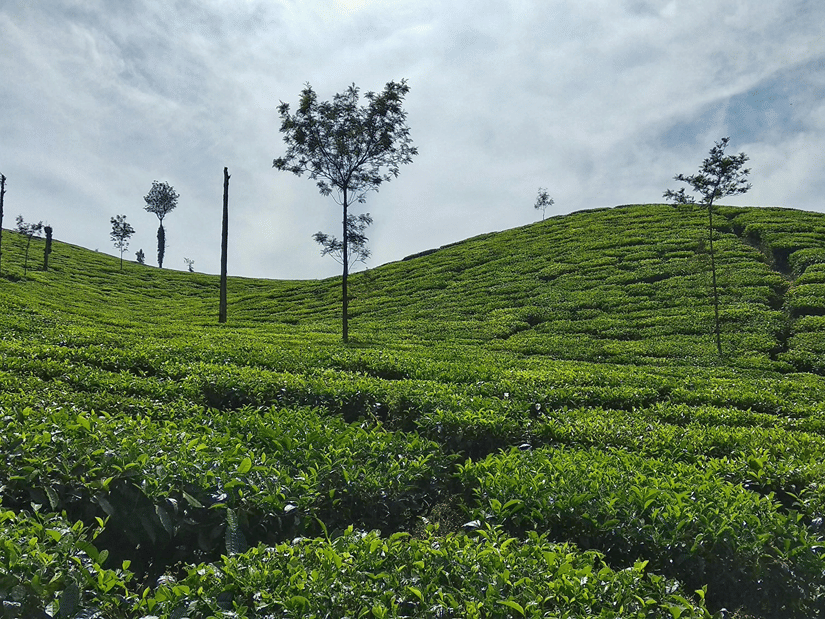 Rolling green tea plantations covering a hillside under a cloudy blue sky in Chikmagalur, one of the cool places to visit in Karnataka