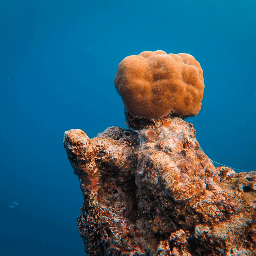 A close up of a coral reef and an orange sea sponge on top of it, as seen deep inside a waterbody.