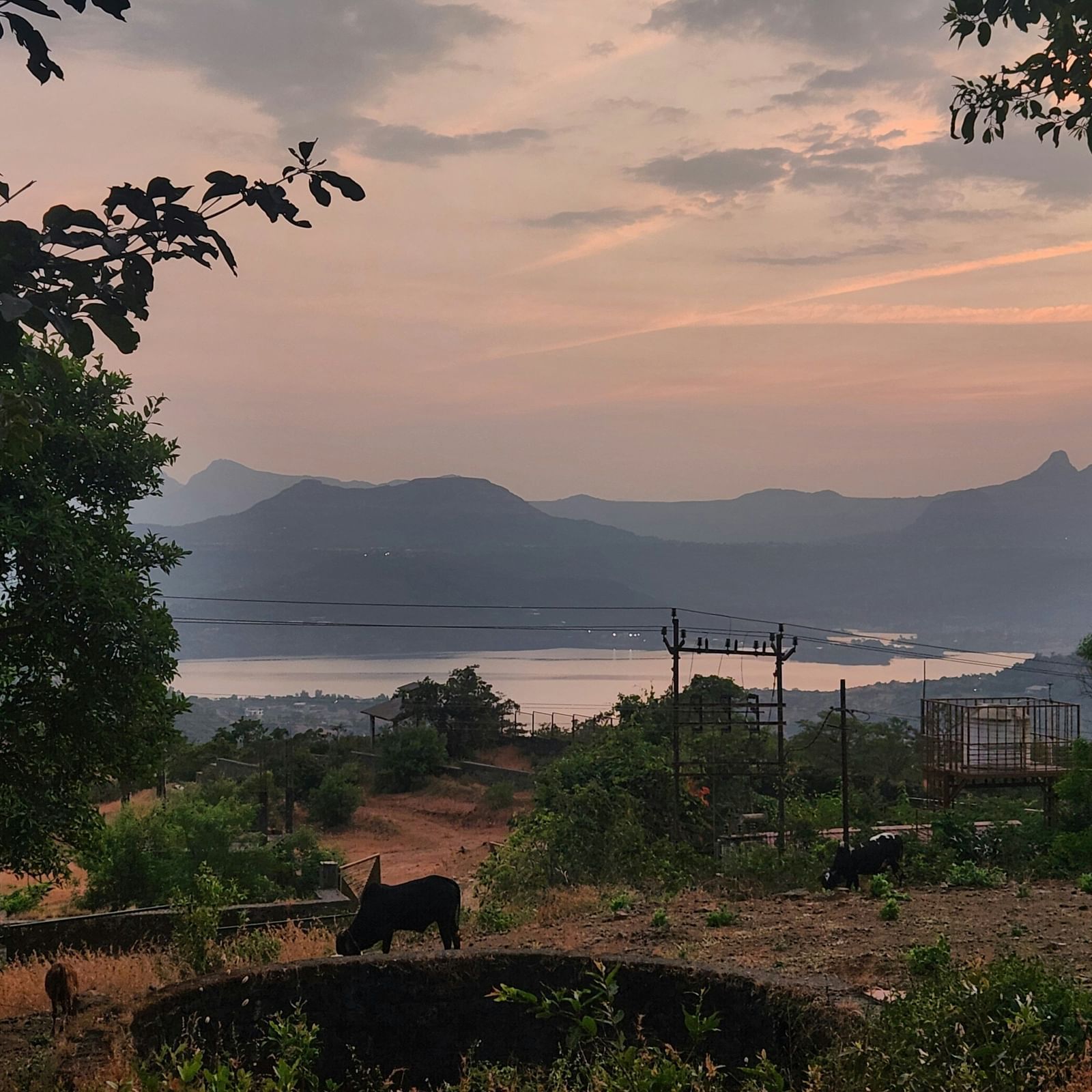 A scenic view of a lake and distant hills at dusk, with a cow grazing in the foreground.