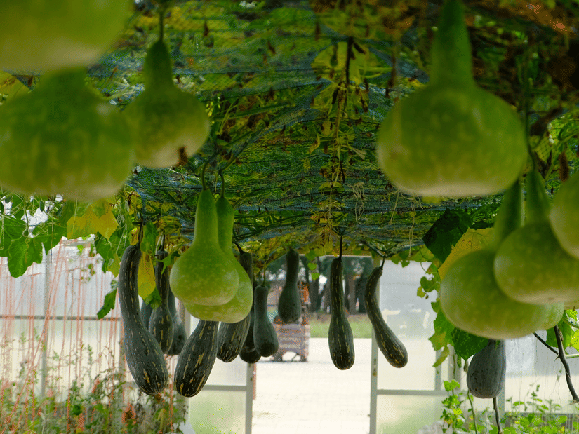 Bottle gourds hanging from an overhead trellis on a farm, with long green gourds among the leaves