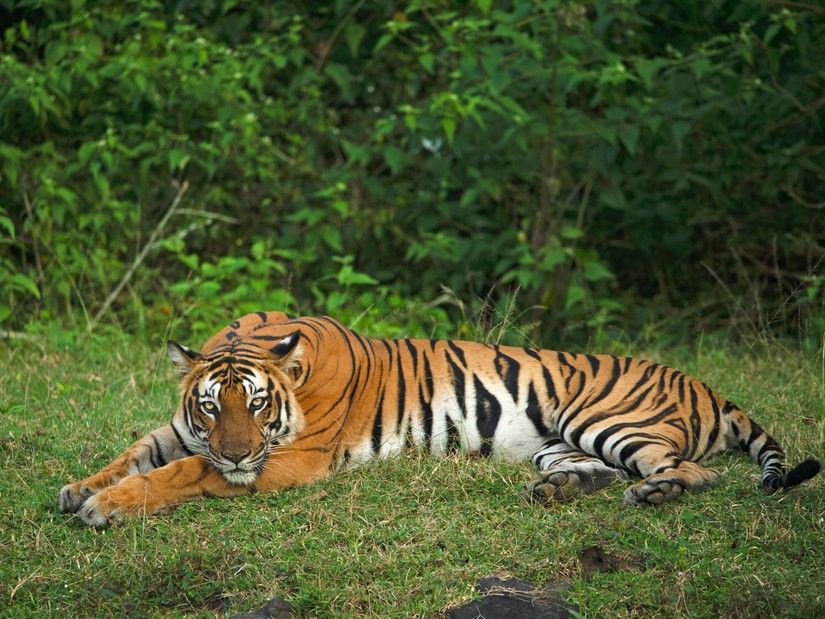 an image of a tiger laying on a carpeted grass