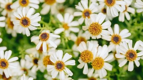 Cluster of white daisies blooming in the garden at Karma Chalets.