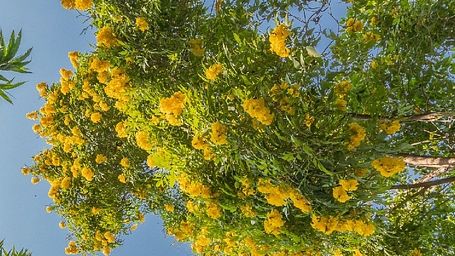 Yellow flowering tree branches seen against a clear sky at Karma Chalets.