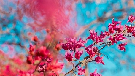 Red flowers set against a blue and pink sky backdrop at Karma Chalets.