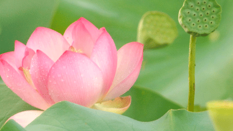 Pink lotus flower blooming in a water garden at Karma Chalets.