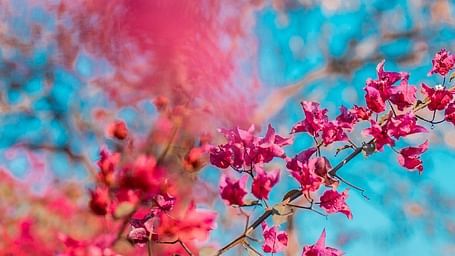 Red flowers set against a blue and pink sky backdrop at Karma Chalets.