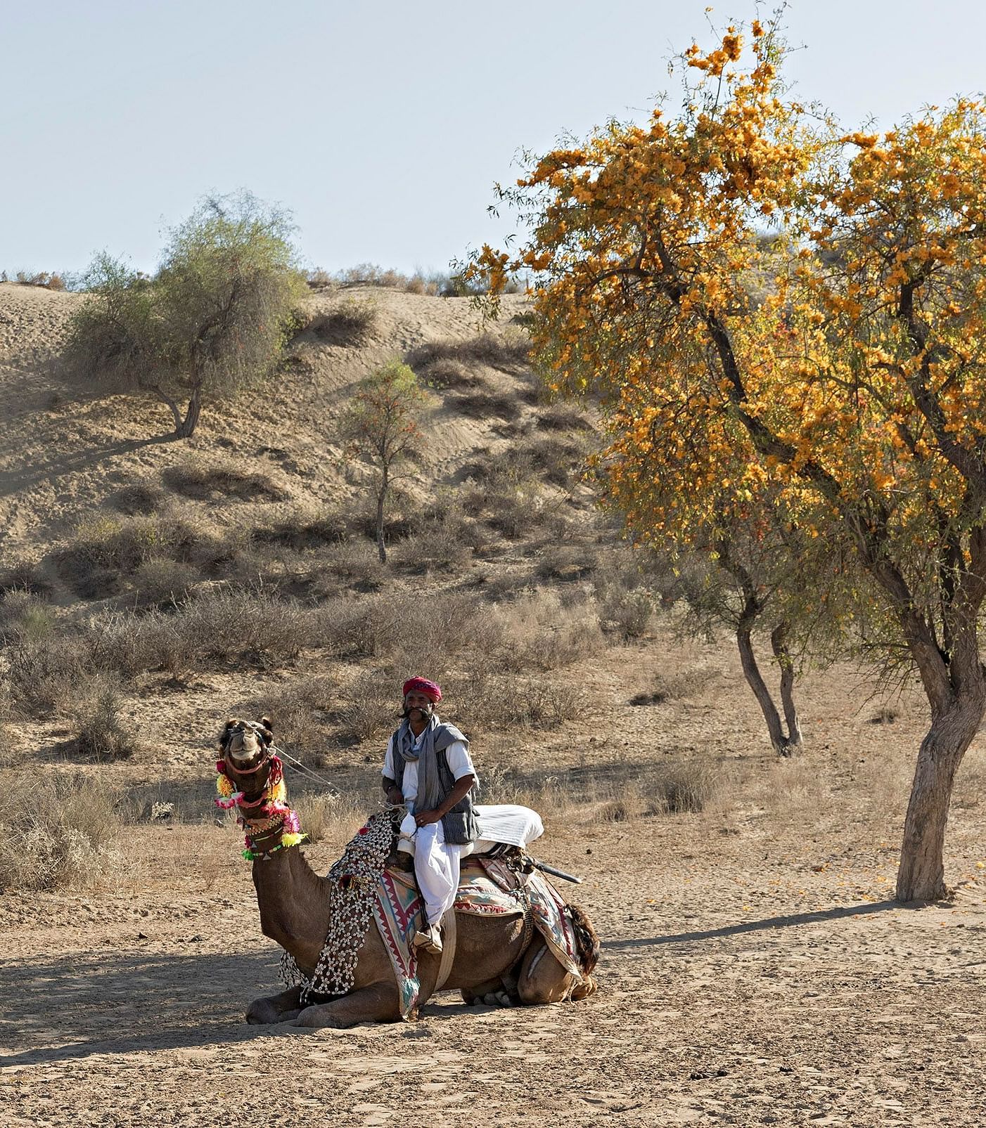 A caretaker sitting on his camel in the desert with a tree next to them - MANVAR Resort & Desert Camp