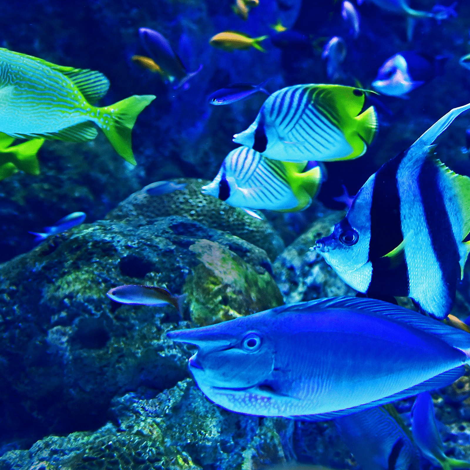 Multiple fishes in the water 