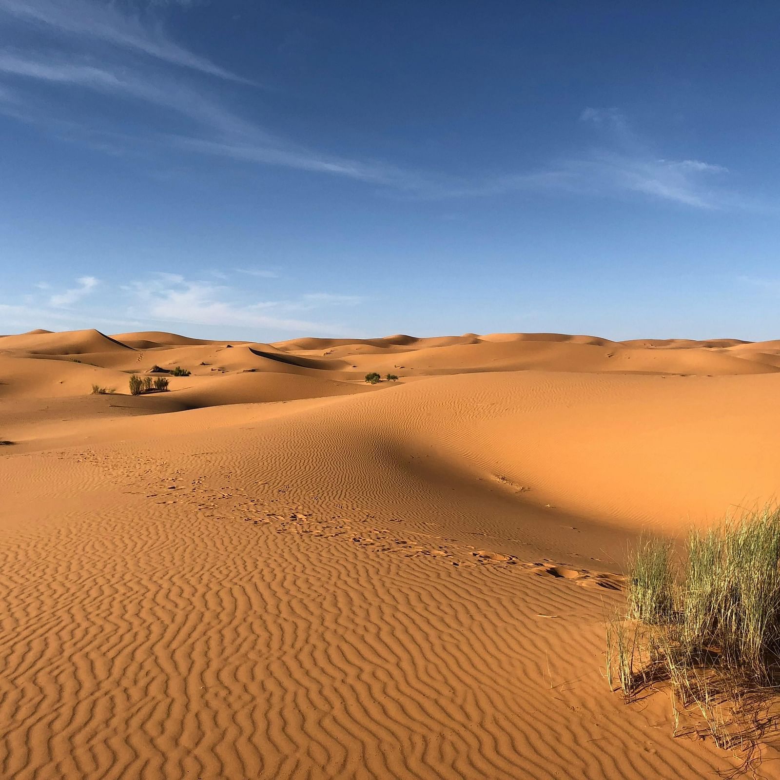 A vast stretch of a barren dessert with a plant growing on the side.