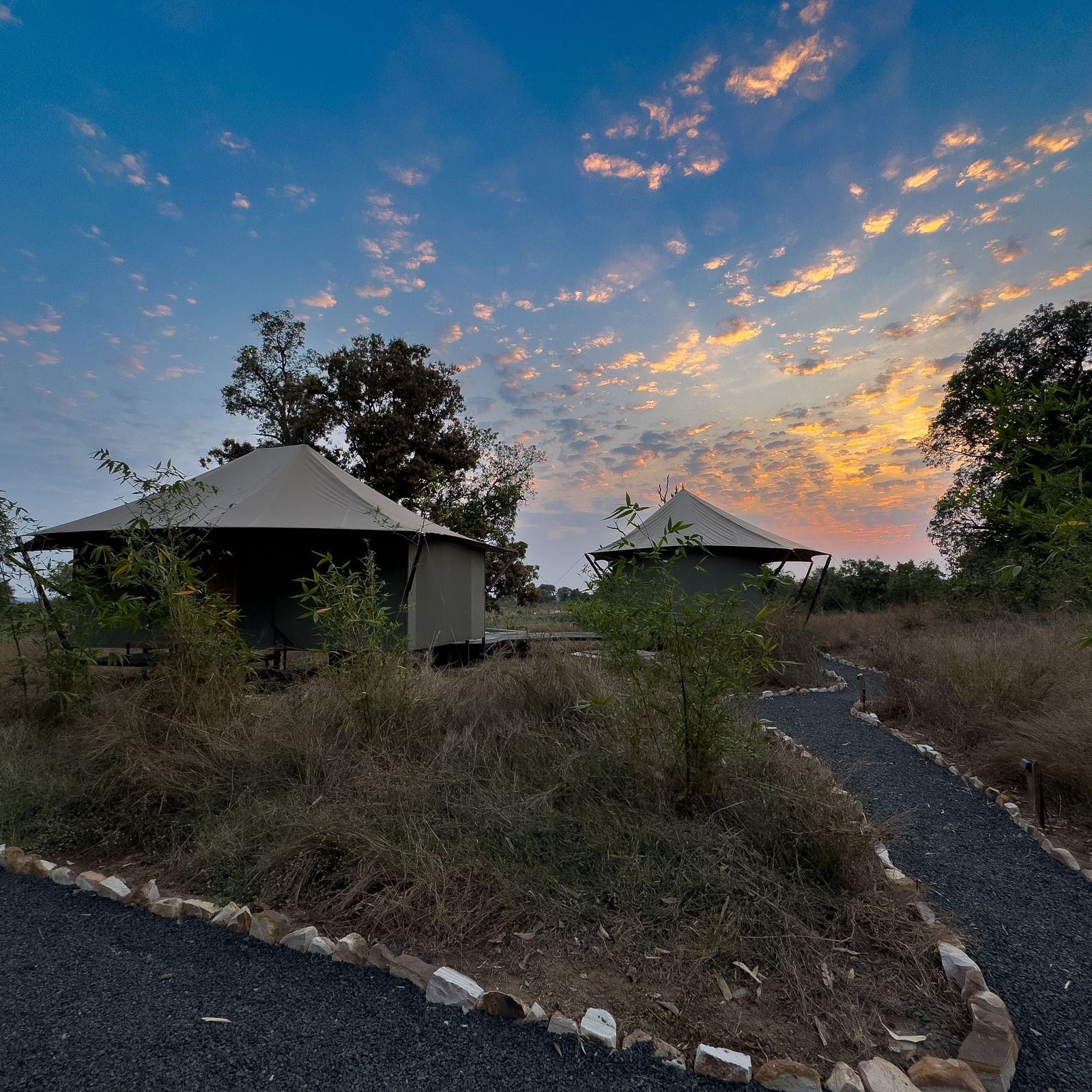 Facade view of the twin tents at Trees N Tigers, Tadoba.