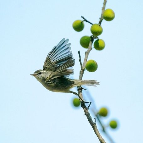 Greenish-Warbler