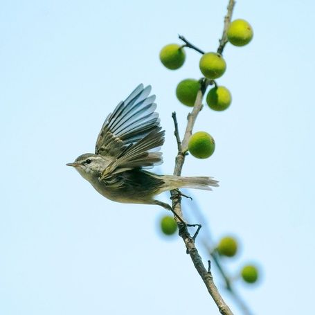 Small olive-green greenish warbler on a leafy branch.