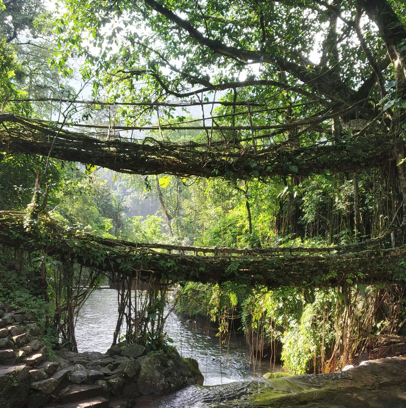 The living root bridges of Meghalaya featuring aerial roots of rubber fig trees that are woven across a river.