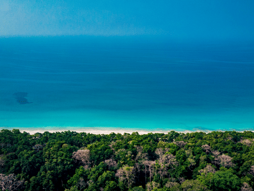Radhanagar beach surrounded by lush greenery at Barefoot by Havelock.