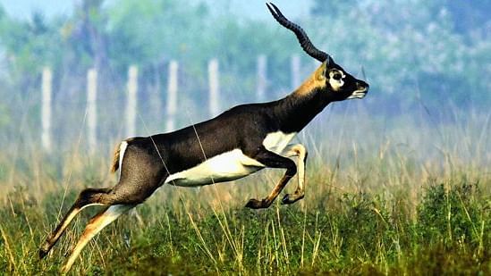 balukhand