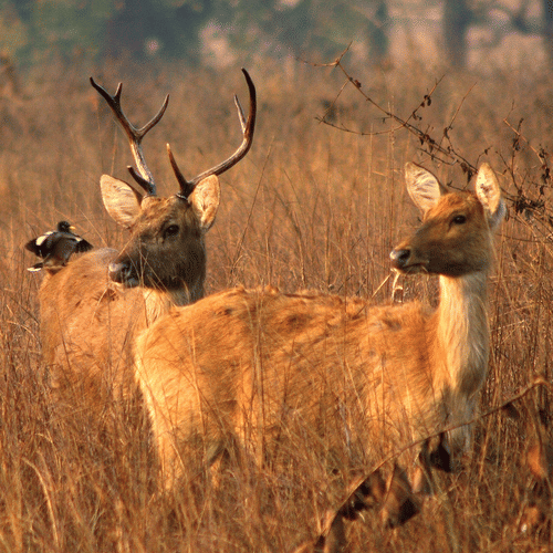Barasingha kanha by Kedar Gore