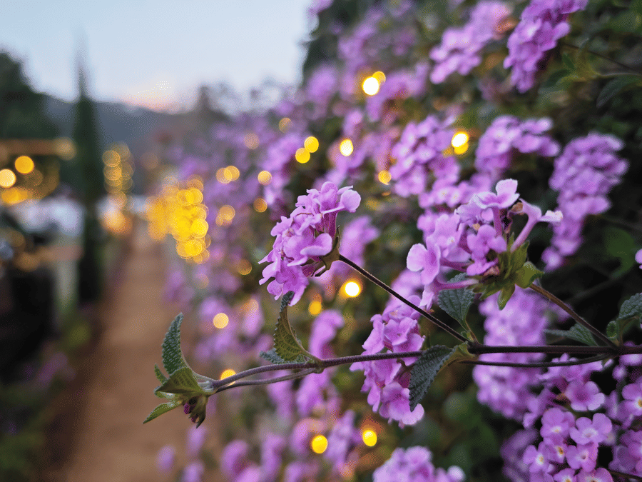 Close-up of purple flowers with twinkling lights in the background during an evening event in Coonoor - Ibex Resort, Coonoor (Leewood).