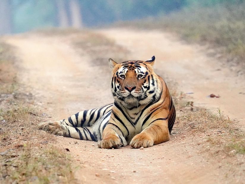 tiger reserve