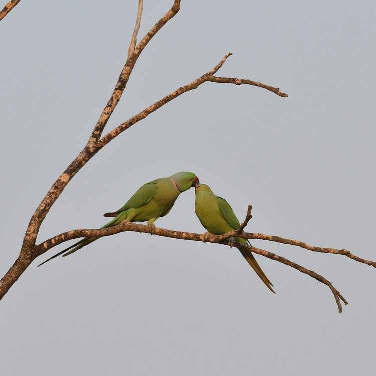 The same two green parrots perched closely together on a thin, leafless branch against acloud  background.