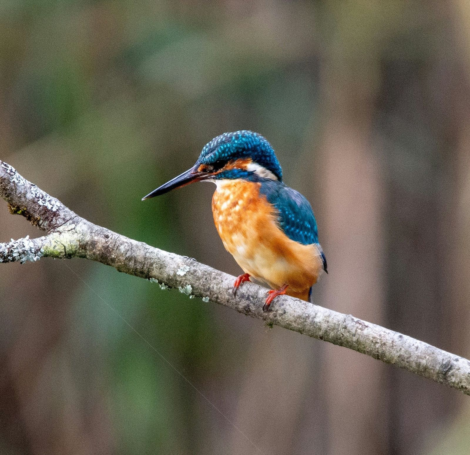 A kingfisher perched on a tree branch with the background blurred