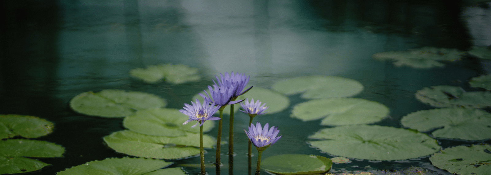 A serene, dark photo of 3 pale purple water lilies emerging from a murky pond surrounded by lily pads.