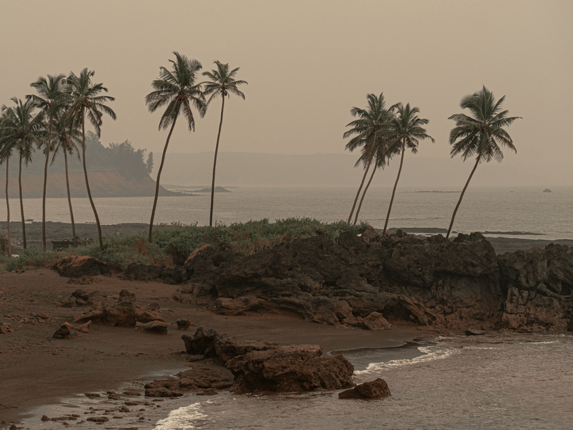 A view of a beach shore at goa on a windy day lined by coconut trees .