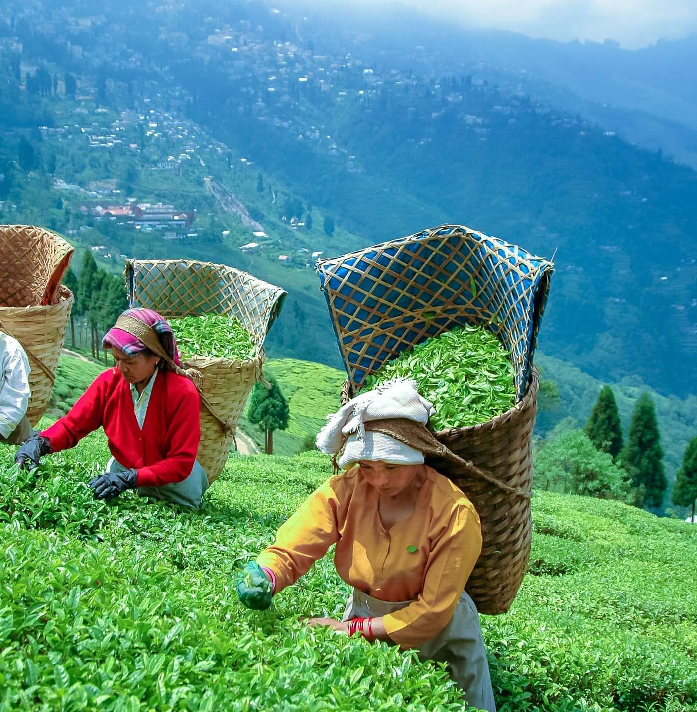 tea plantation workers in darjeeling